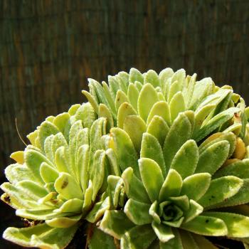 Saxifraga paniculata - Traubensteinbrech