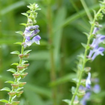 Scutellaria altissima - Hohes Helmkraut