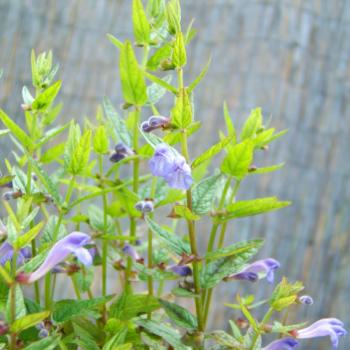 Scutellaria galericulata - Sumpfhelmkraut