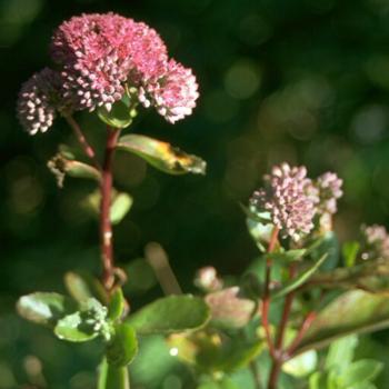 Sedum telephium - Purpurfetthenne