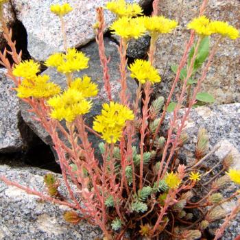 Sedum rupestre - Tripmadam