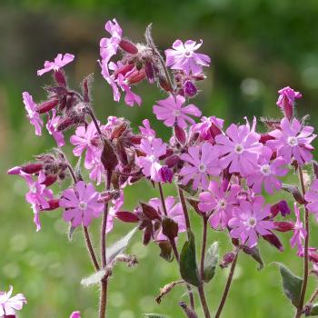 Silene dioica - Rote Lichtnelke