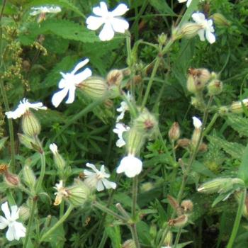 Silene alba - Weiße Nachtnelke