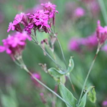 Preview: Silene armeria - Nelkenleimkraut
