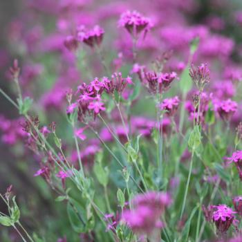 Preview: Silene armeria - Nelkenleimkraut