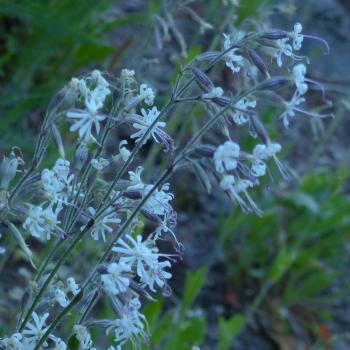 Preview: Silene nutans - Nickendes Leimkraut