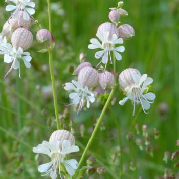 Silene vulgaris - Taubenkropf