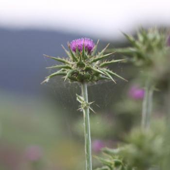 Silybum marianum - Mariendistel