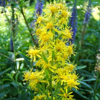 Solidago virgaurea - Echte Goldrute
