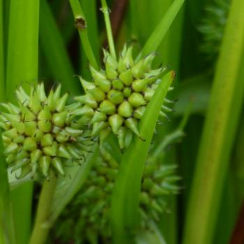 Sparganium erectum - Aufrechter Igelkolben