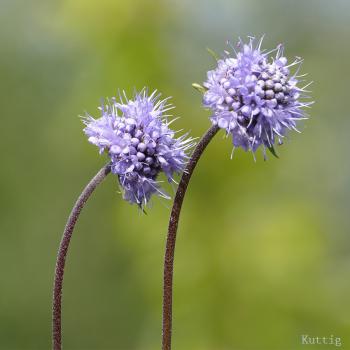 Succisa pratensis - Teufelsabbiss