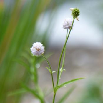 Succisella inflexa - östlicher Moorabbiß