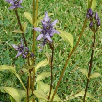 Preview: Swertia perennis - Moorenzian