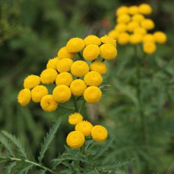 Tanacetum vulgare - Rainfarn