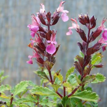 Teucrium chamaedrys - Edelgamander