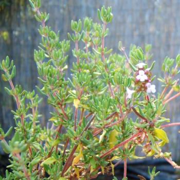 Thymus vulgaris - Echter Thymian