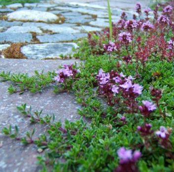 Thymus serphyllum Cocconieus - Roter Sandthymian