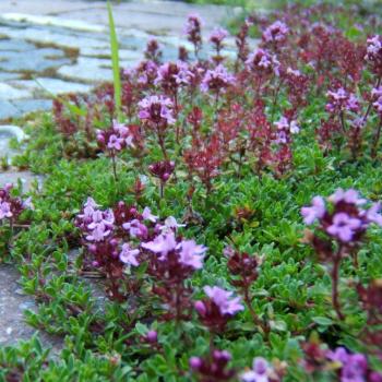Thymus serphyllum Cocconieus - Roter Sandthymian