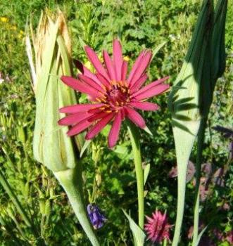 Tragopogon porrifolius - Haferwurz