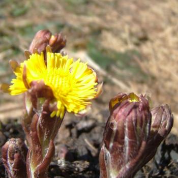 Tussilago farfara - Huflattich
