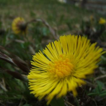 Preview: Tussilago farfara - Huflattich