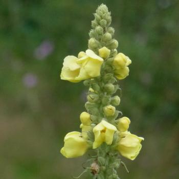 Verbascum thapsus - Kleinblüt. Königskerze