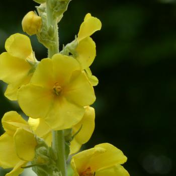 Preview: Verbascum densiflorum - Großblüt. Königskerze