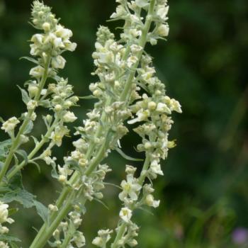 Preview: Verbascum lychnites - Mehlige Königskerze