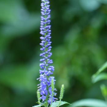 Preview: Veronica longifolia - Langblätt.Ehrenpreis