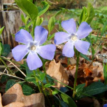 Vinca minor - Immergrün