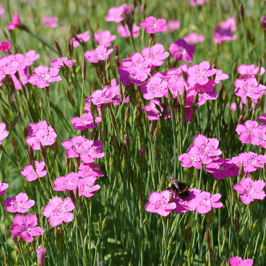 Dianthus Deltoides Heidenelke
