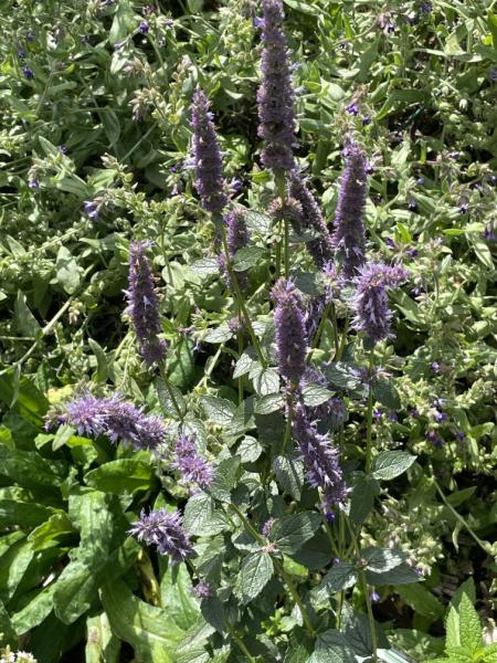 Agastache foeniculum - Anis-Ysop