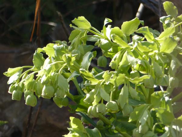 Helleborus foetidus - Wilde Nieswurz