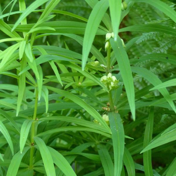 Polygonatum verticillatum - quirlblättrige Weißwurz