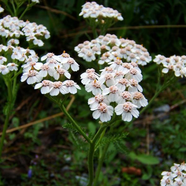 Achillea millefolium - Gemeine Schafgarbe