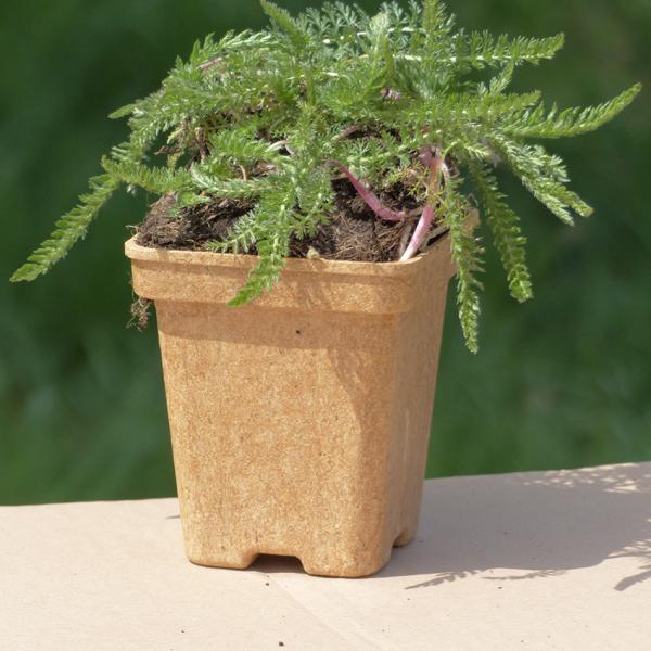 Achillea millefolium - Gemeine Schafgarbe
