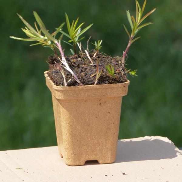 Achillea ptarmica - Sumpfschafgarbe