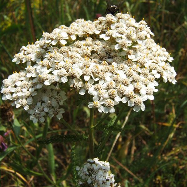Achillea millefolium - Gemeine Schafgarbe