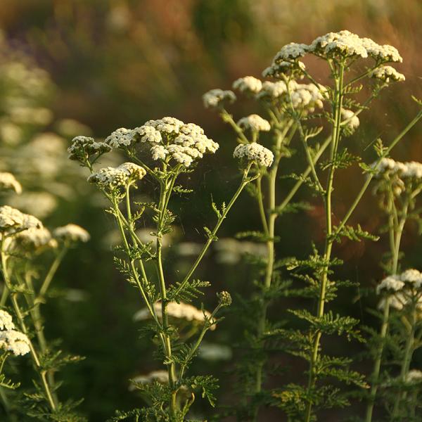 Achillea nobilis - Edle Schafgarbe