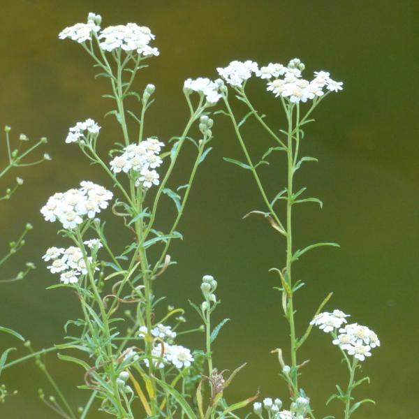 Achillea ptarmica - Kopie