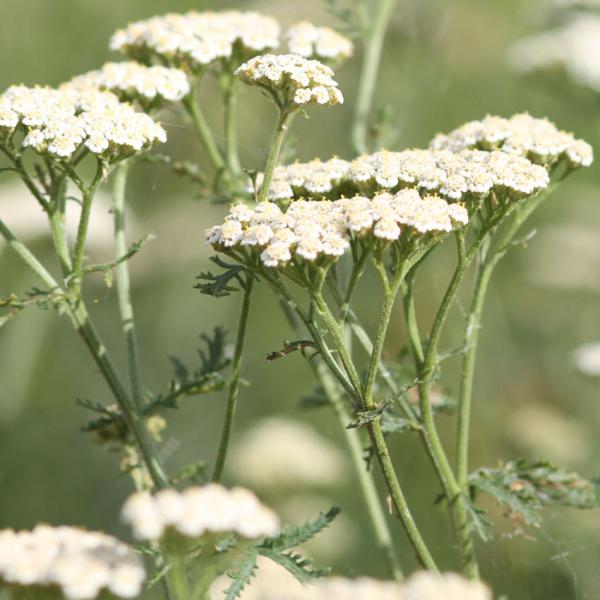 Achillea nobilis - Edle Schafgarbe