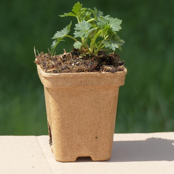 Aconitum napellus - Blauer Eisenhut