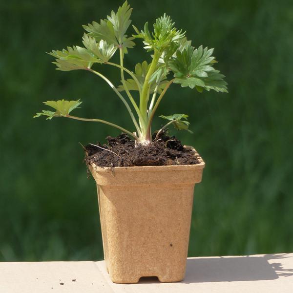 Aconitum variegatum - Kopie