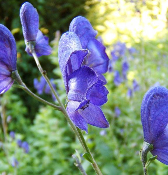 Aconitum napellus - Blauer Eisenhut