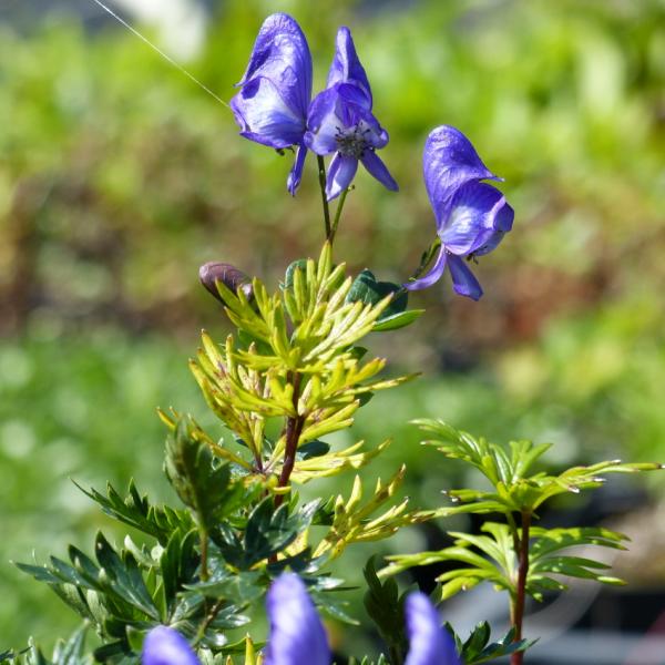 Aconitum variegatum - Kopie
