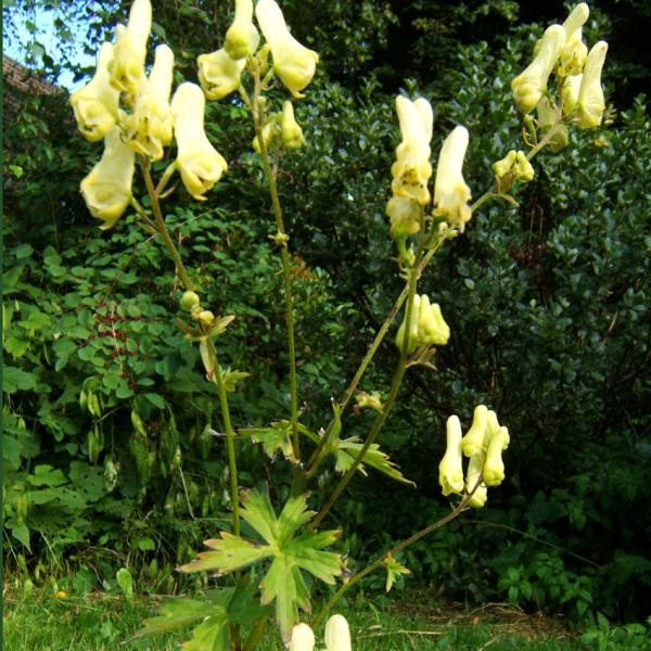 Aconitum vulparia - Gelber Eisenhut