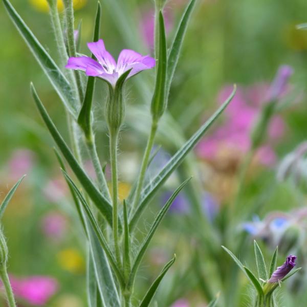 Agrostemma githago - Kornrade