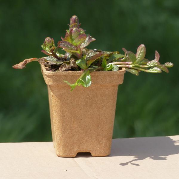 Ajuga reptans - Kriechender Günsel