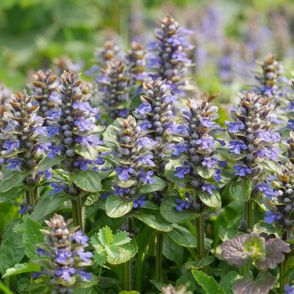 Ajuga reptans - Kriechender Günsel