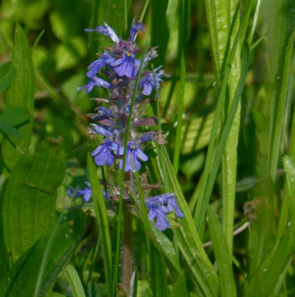 Ajuga reptans - Kriechender Günsel